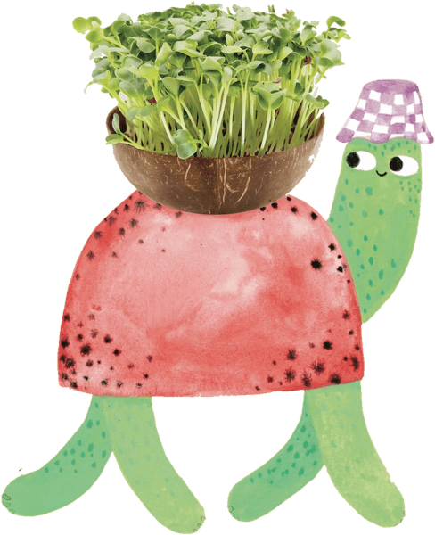 Bubbles, die Grow-Grow Nut Schildkröte, mit Kokosnuss-Schale voller Microgreens
